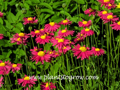 Parks Extra Double Prize (Tanacetum coccineum)